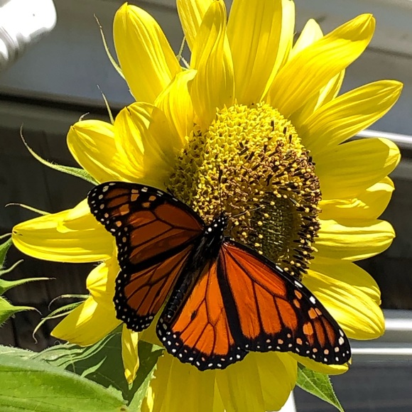 Meet your Posher, Kye - Picture 7 of 16